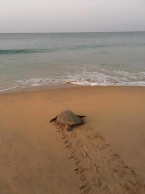 Sea castle beach homestay